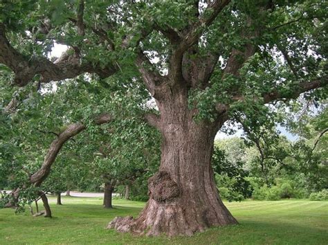 why does white oak kill originals|White Oak Tree .